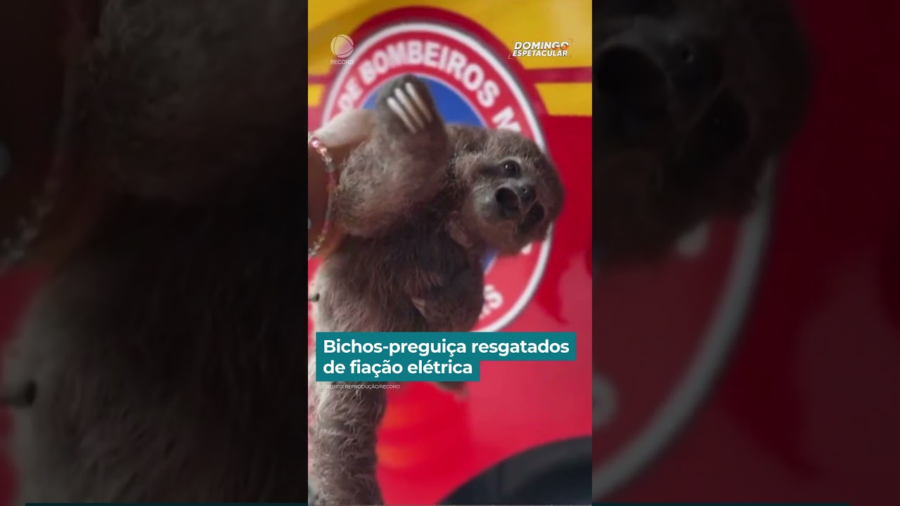 Bichos-preguiça resgatados de fiação elétrica | #DomingoEspetacular #Shorts