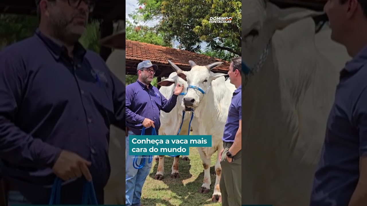 Conheça a vaca mais cara do mundo | #DomingoEspetacular #shorts
