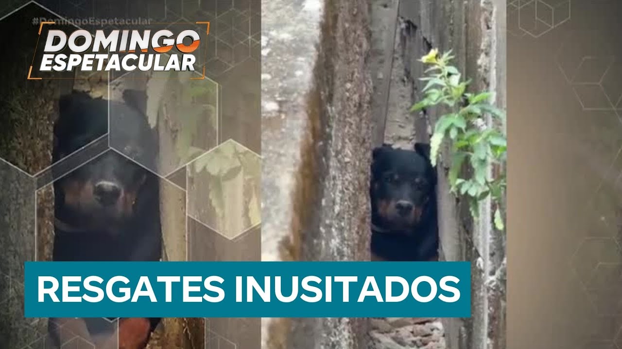 Resgates inusitados de animais mobilizam bombeiros em MG