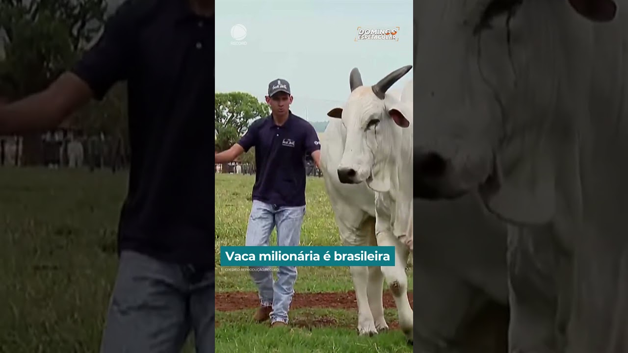 Vaca milionária é brasileira | #DomingoEspetacular #shorts