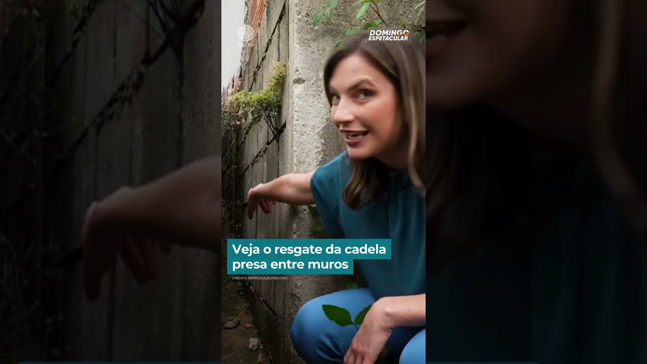 Veja o resgate de cadela presa entre muros | #DomingoEspetacular #Shorts